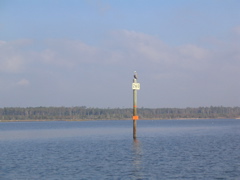 sure, the pelican is impressive, but you should see the crocodile they have working the 895 mile marker