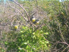 bananakwits, Waterick